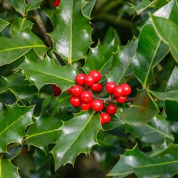 image 1_holly.jpg