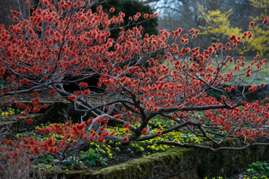 4 witch_hazel_specimen.jpg