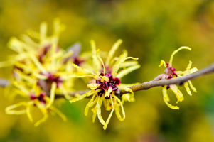 2 hamamelis_pallida.jpg