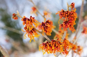 1 hamamelis_jelena.jpg