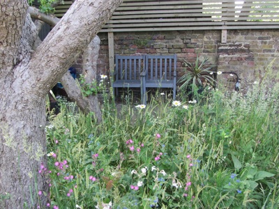 5 wild garden.JPG
