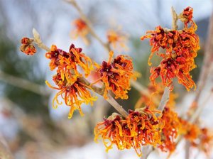 Bewitching witch hazels