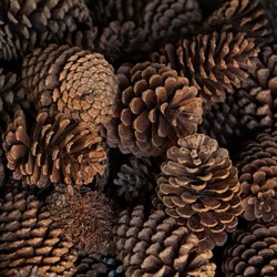 image 2_pine_cones.jpg