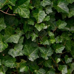 image 3_ivy.jpg