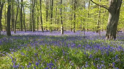 Springspiration1.jpg