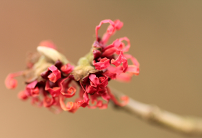 3 hamamelis_diane.jpg