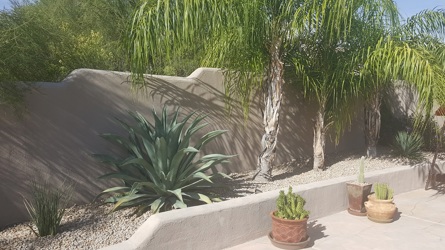 3 dry garden.jpg