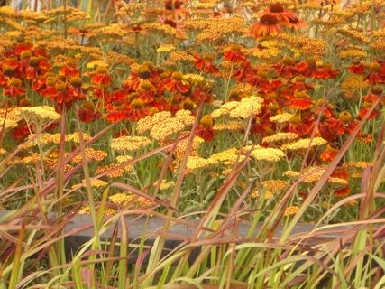 autumn-vibes-3.JPG